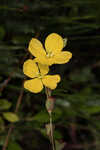 Narrowleaf primrose-willow